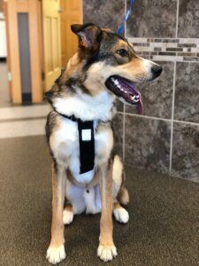 Dog in lobby
