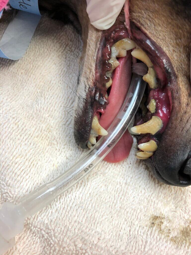 Pet Dental Cleaning - Hillcrest Animal Hospital